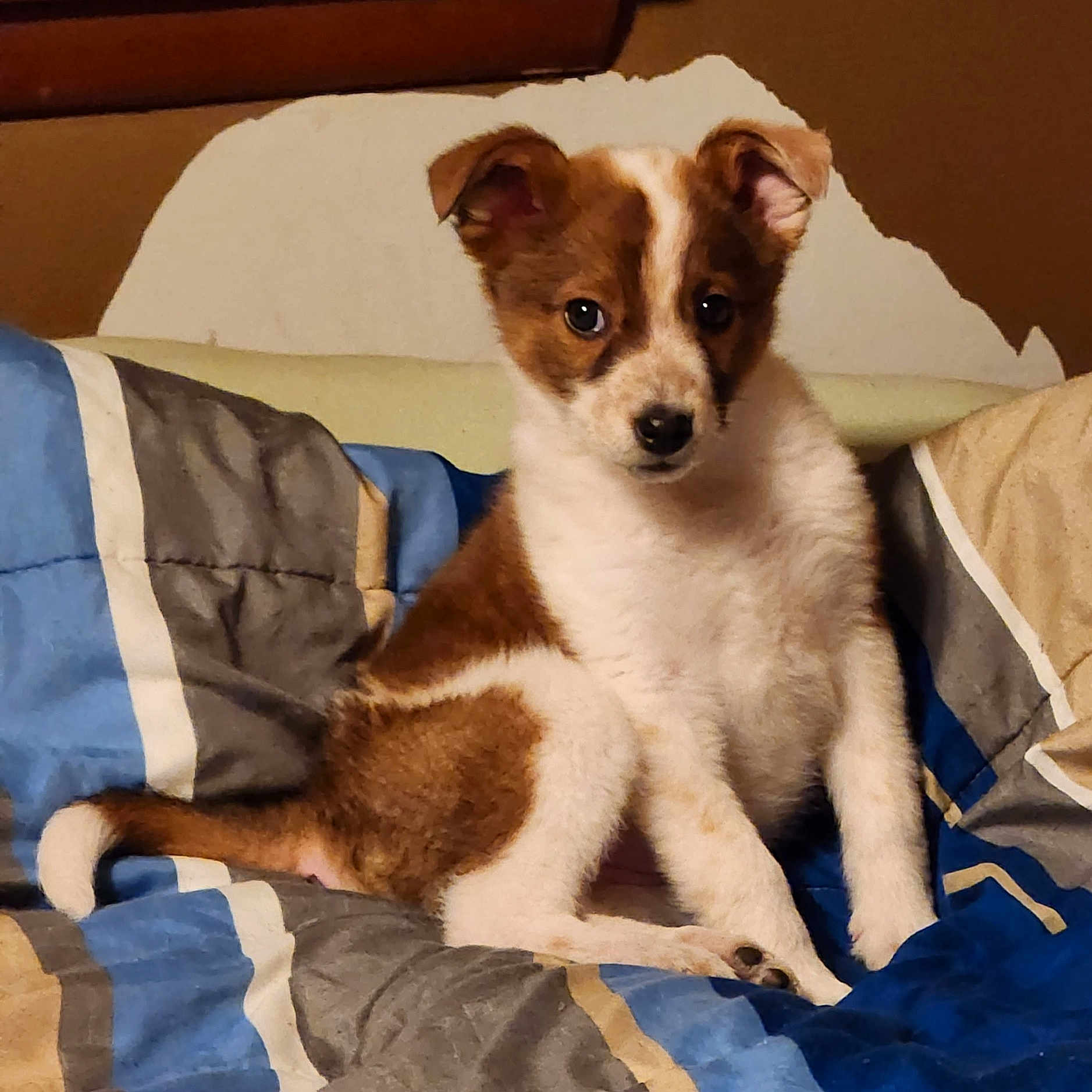 Nova