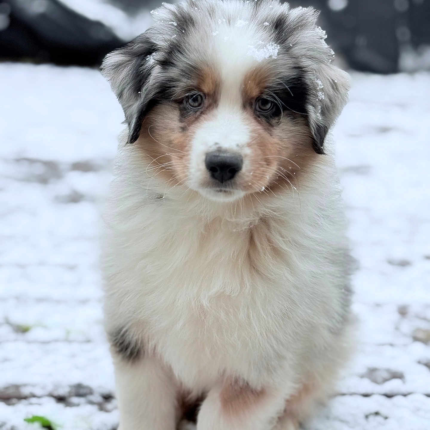 Oslo a rejoint le concours — aidez-le/la à gagner de superbes lots ! animal, ball, canine, cockerspaniel, collie, dog, eskimodog, face, head, nature, outdoors, papillon, person, pet, photography, portrait, puppy, snout, snow, whitedog
