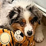 animal, ball, baseball, baseballball, canine, cockerspaniel, dog, football, hound, papillon, pet, plush, puppy, soccer, soccerball, sport, tennis, tennisball, terrier, toy