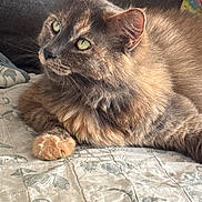 Allison joined the competition — help win amazing prizes! cat, fluffy, green_eyes, quilt, patterned, indoor, pet, feline, resting, comfortable, closeup, fur, animal, domestic, cute, whiskers, relaxed, soft_light, portrait, cozy