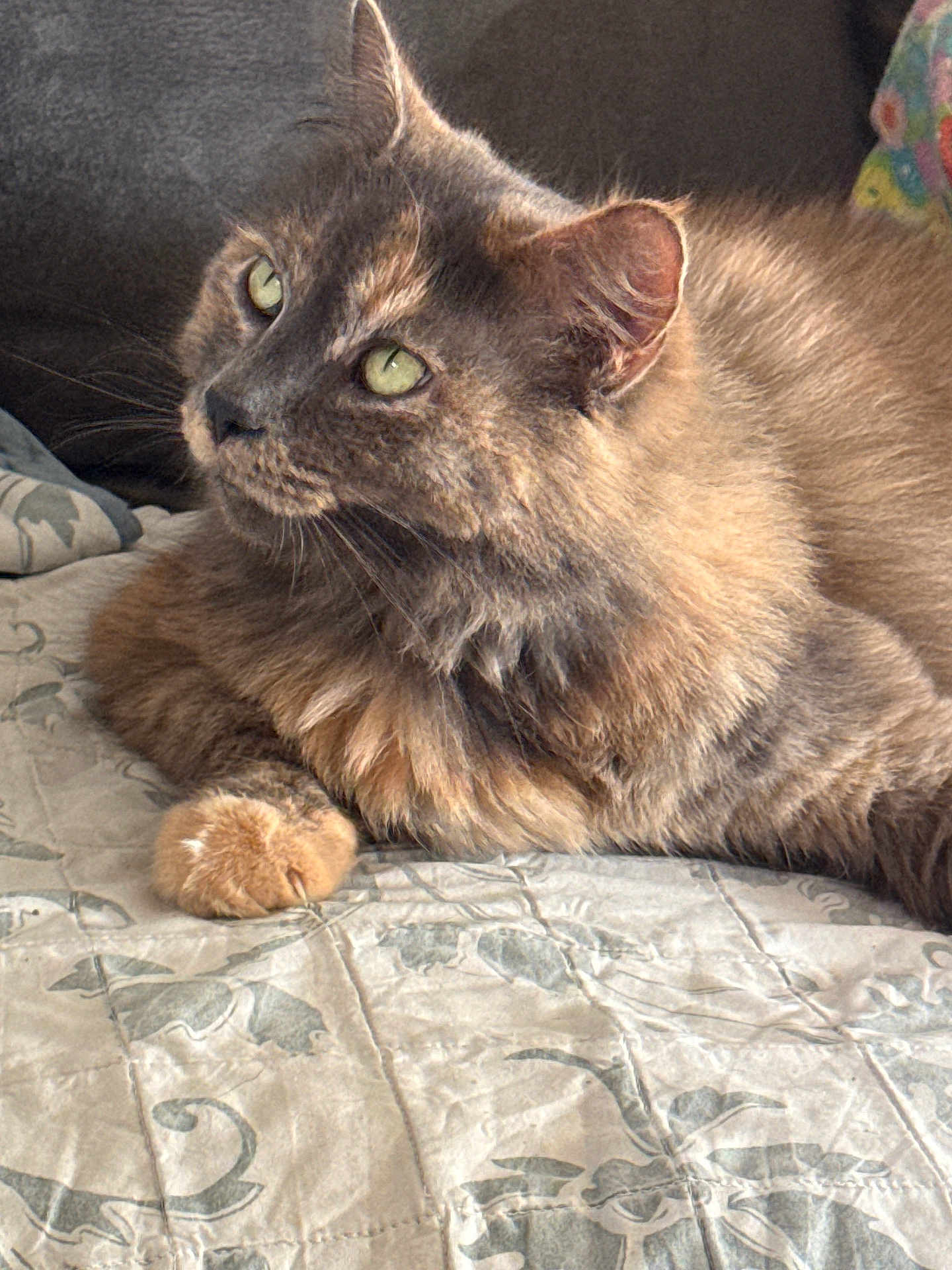 Allison joined the competition — help win amazing prizes! cat, fluffy, green_eyes, quilt, patterned, indoor, pet, feline, resting, comfortable, closeup, fur, animal, domestic, cute, whiskers, relaxed, soft_light, portrait, cozy