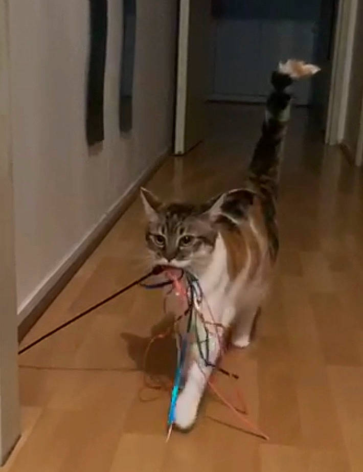 Malala participe au concours pour gagner de l&#x27;argent avec cette photo : american_curl, american_shorthair, asian, carnivore, cat, domestic_short_haired_cat, european_shorthair, felidae, floor, flooring, hardwood, kitten, laminate_flooring, mammal, ocicat, small_to_medium_sized_cats, sokoke, tabby_cat, tail, whiskers