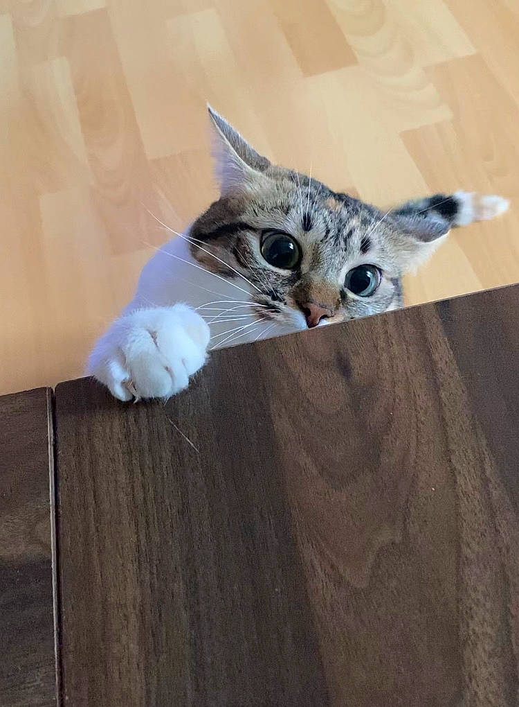 Malala a rejoint le concours — aidez-le/la à gagner de superbes lots ! aegean_cat, american_shorthair, asian, bengal, carnivore, cat, domestic_short_haired_cat, european_shorthair, fawn, felidae, floor, flooring, hardwood, kitten, mammal, ojos_azules, small_to_medium_sized_cats, tabby_cat, whiskers, wood