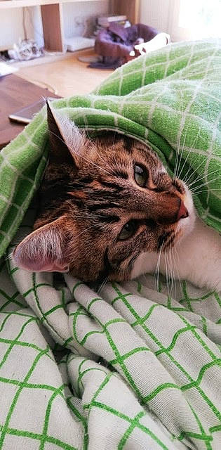 Malala participe au concours pour gagner de l&#x27;argent avec cette photo : american_shorthair, asian, bengal, california_spangled, carnivore, cat, domestic_short_haired_cat, dragon_li, european_shorthair, felidae, kitten, nap, ocicat, pixie_bob, small_to_medium_sized_cats, snout, tabby_cat, toyger, whiskers, wild_cat