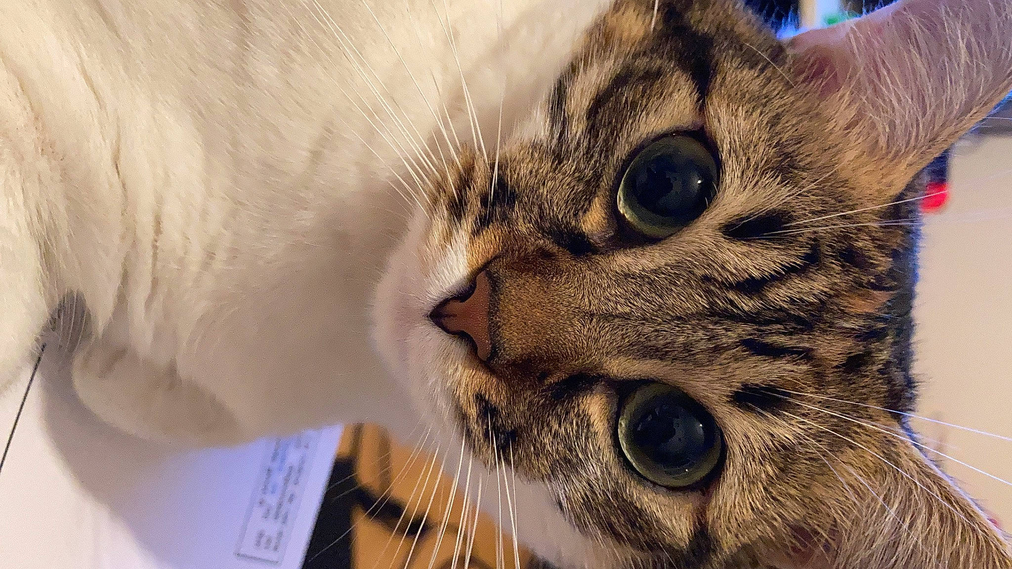 Malala a rejoint le concours — aidez-le/la à gagner de superbes lots ! aegean_cat, american_bobtail, american_shorthair, asian, australian_mist, bengal, carnivore, cat, close_up, domestic_short_haired_cat, dragon_li, european_shorthair, eye, felidae, kitten, ocicat, small_to_medium_sized_cats, snout, tabby_cat, whiskers