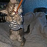 cat, kitten, fluffy, long_hair, striped_shirt, pet_clothing, orange_stick, playing, biting, paws, whiskers, ears, green_eyes, sitting, blanket, bed, indoor, cozy, portrait, ai_generated_content