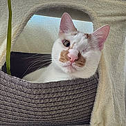 Calico participe au concours pour gagner de l'argent avec cette photo : cat, one-eyed, basket, pet, indoor, cozy, plush, fur, whiskers, animal, cute, relaxed, feline, home, curious, comfort, texture, close-up, resting, portrait