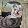 cat, one-eyed, basket, pet, indoor, cozy, plush, fur, whiskers, animal, cute, relaxed, feline, home, curious, comfort, texture, close-up, resting, portrait