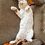cat, feline, pet, animal, relaxed, lying_down, armchair, patterned_fabric, wood, paws, fur, indoor, cozy, resting, cute, whiskers, tail, pink_nose, one_eye_closed, comfortable