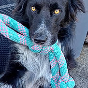 Upper a rejoint le concours — aidez-le/la à gagner de superbes lots ! dog, black_dog, rope_toy, toy, amber_eyes, black_and_white, outdoor, wicker_chair, flower_pot, flowers, knotted_rope, pet, animal, playful, sitting, curious, fur, close_up, portrait, garden