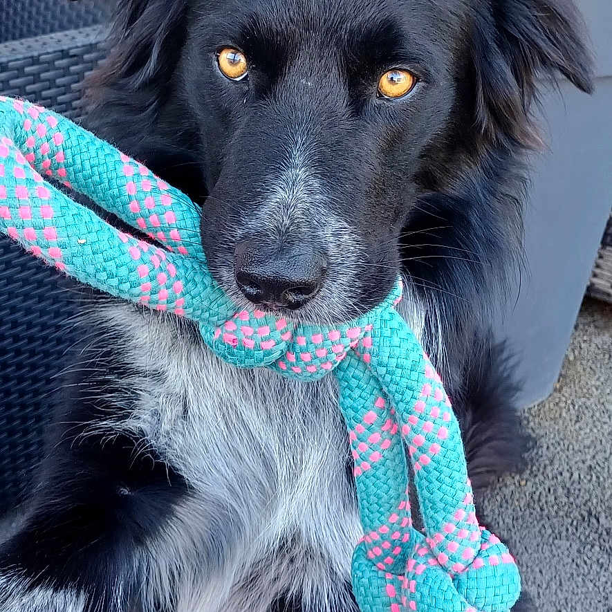 Upper a rejoint le concours — aidez-le/la à gagner de superbes lots ! dog, black_dog, rope_toy, toy, amber_eyes, black_and_white, outdoor, wicker_chair, flower_pot, flowers, knotted_rope, pet, animal, playful, sitting, curious, fur, close_up, portrait, garden