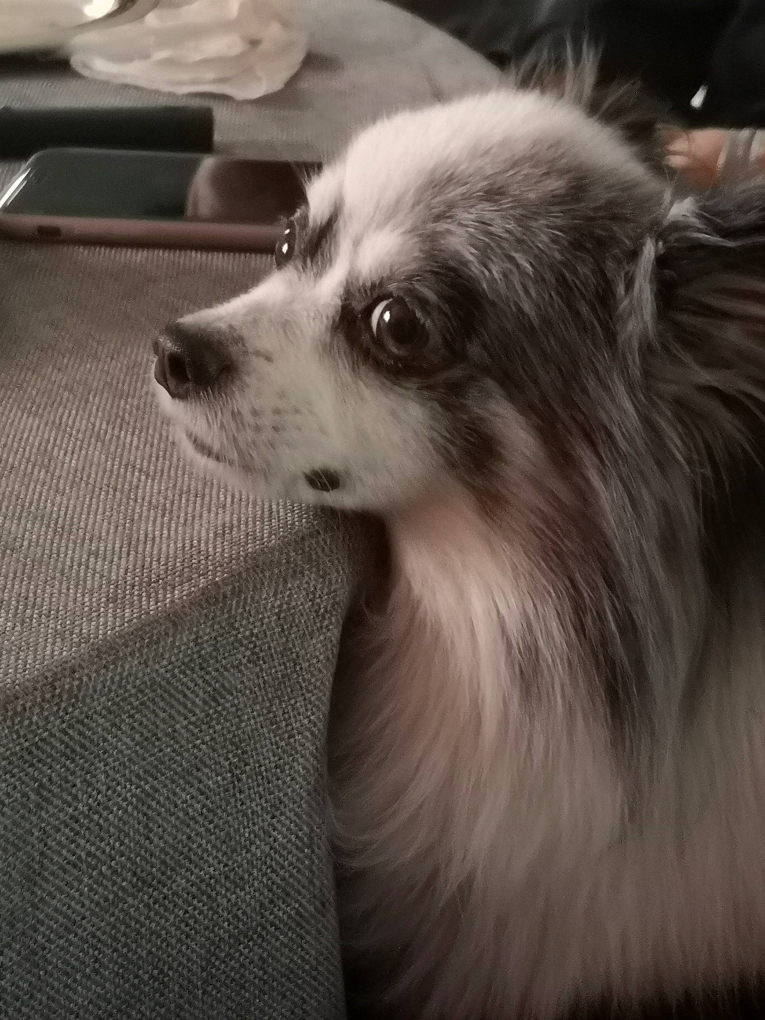 Husky a rejoint le concours — aidez-le/la à gagner de superbes lots ! australian_shepherd, black_and_white, canidae, carnivore, companion_dog, dog, dog_breed, mammal, pomeranian, rare_breed_dog, shetland_sheepdog, snout, sporting_group, whiskers