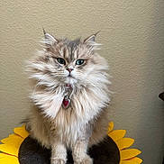 Gigi is registered to the contest to win money with this photo: cat, fluffy, long_hair, pet, indoor, cushion, sunflower, yellow, brown, collar, tag, feline, portrait, animal, sitting, furry, cute, domestic, wall, home