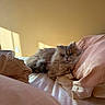 cat, fluffy, bed, pillow, sheet, indoor, window, light, cozy, resting, feline, pet, animal, relaxing, soft, warm, comfortable, home, domestic, cute