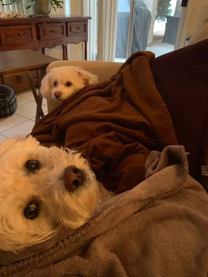 Calvin is registered to the contest to win money with this photo: bichon, canidae, carnivore, cavachon, companion_dog, coton_de_tulear, dog, dog_breed, havanese, maltese, morkie, non_sporting_group, puppy, rare_breed_dog, schnoodle, toy_dog, vertebrate, west_highland_white_terrier