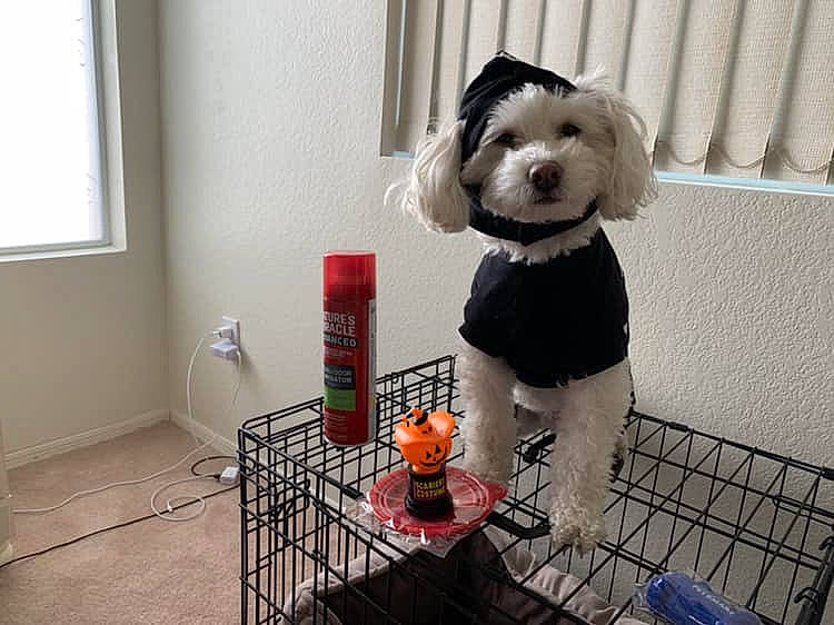 Calvin is registered to the contest to win money with this photo: canidae, carnivore, cavachon, companion_dog, dog, dog_breed, dog_clothes, dog_supply, havanese, maltese, non_sporting_group, petit_basset_griffon_vendeen, puppy, tibetan_terrier