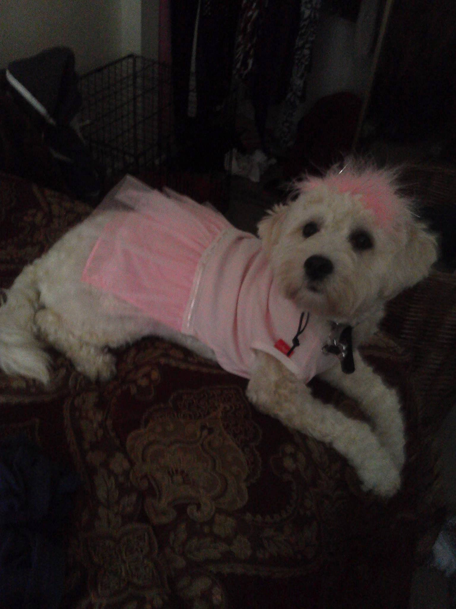 Baileigh is registered to the contest to win money with this photo: bichon, bolognese, bolonka, canidae, carnivore, companion_dog, coton_de_tulear, dog, dog_breed, havanese, maltepoo, maltese, mammal, non_sporting_group, poodle, puppy, rare_breed_dog, schnoodle, toy_dog, toy_poodle