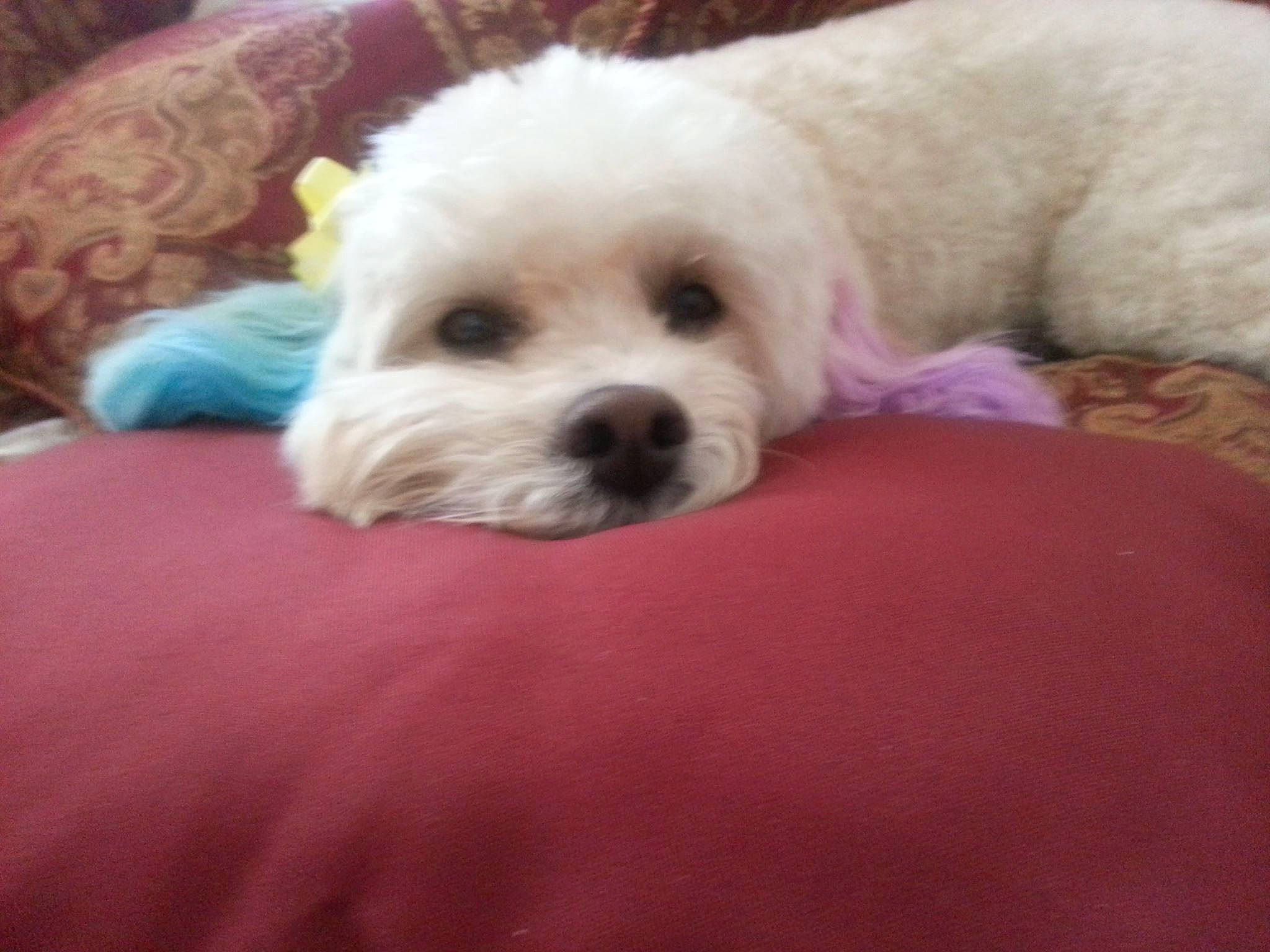 Baileigh joined the competition — help win amazing prizes! bichon, bolognese, bolonka, canidae, carnivore, cockapoo, companion_dog, coton_de_tulear, dog, dog_breed, havanese, maltepoo, maltese, mammal, puppy, puppy_love, schnoodle, shih_poo, toy_poodle, vertebrate