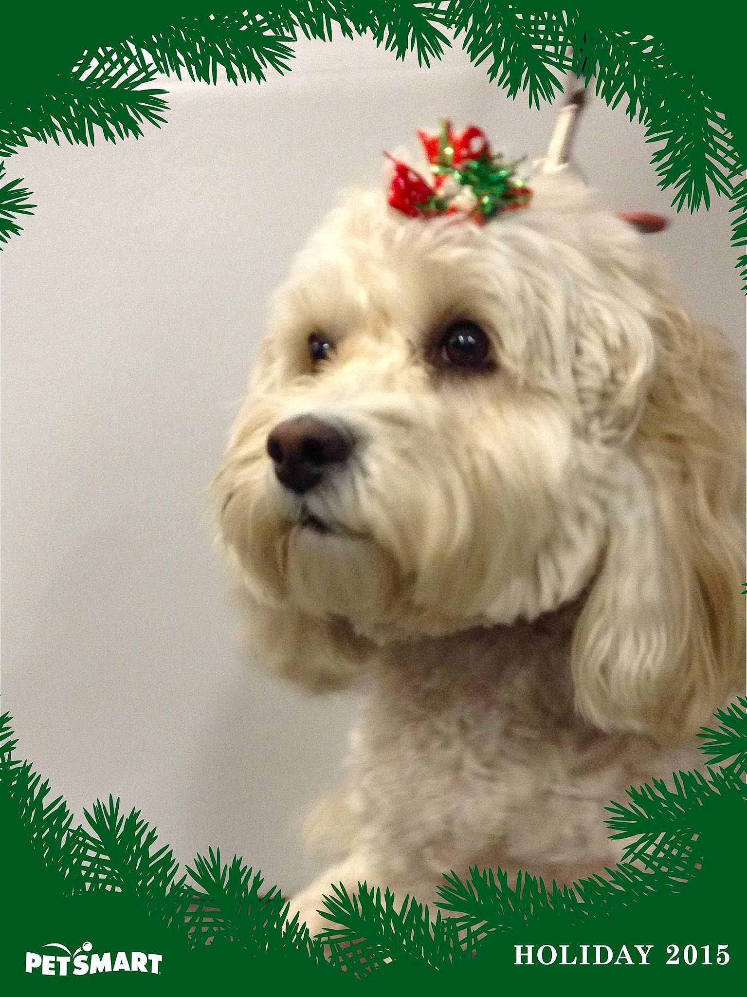 Baileigh is registered to the contest to win money with this photo: canidae, carnivore, cavachon, cockapoo, companion_dog, dog, dog_breed, havanese, maltepoo, maltese, puppy, rare_breed_dog, small_terrier, terrier, toy_dog, west_highland_white_terrier