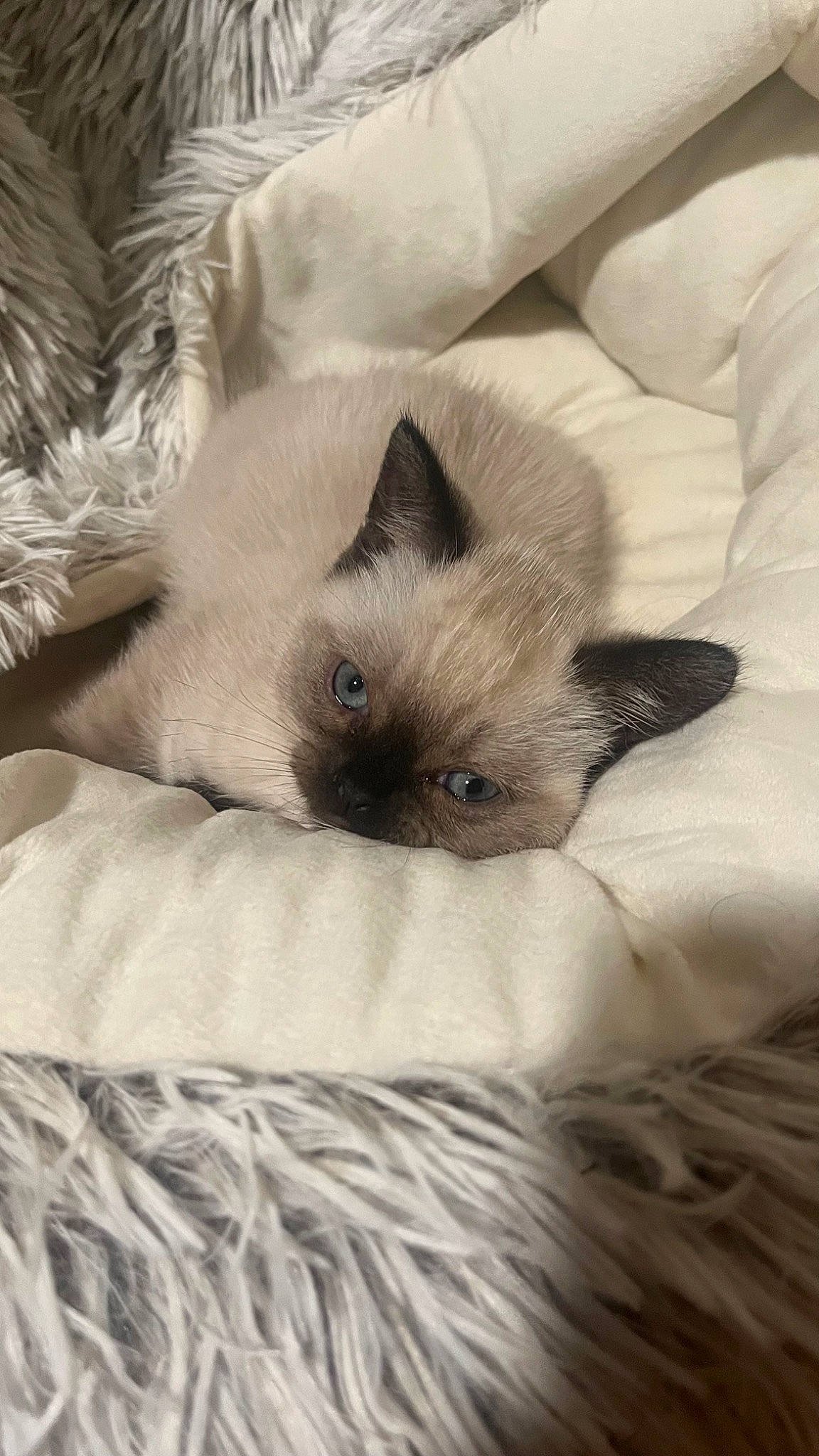 Tiny is registered to the contest to win money with this photo: birman, carnivore, cat, comfort, fawn, felidae, fur, iris, linens, nap, siamese, small_to_medium_sized_cats, snout, tail, terrestrial_animal, whiskers