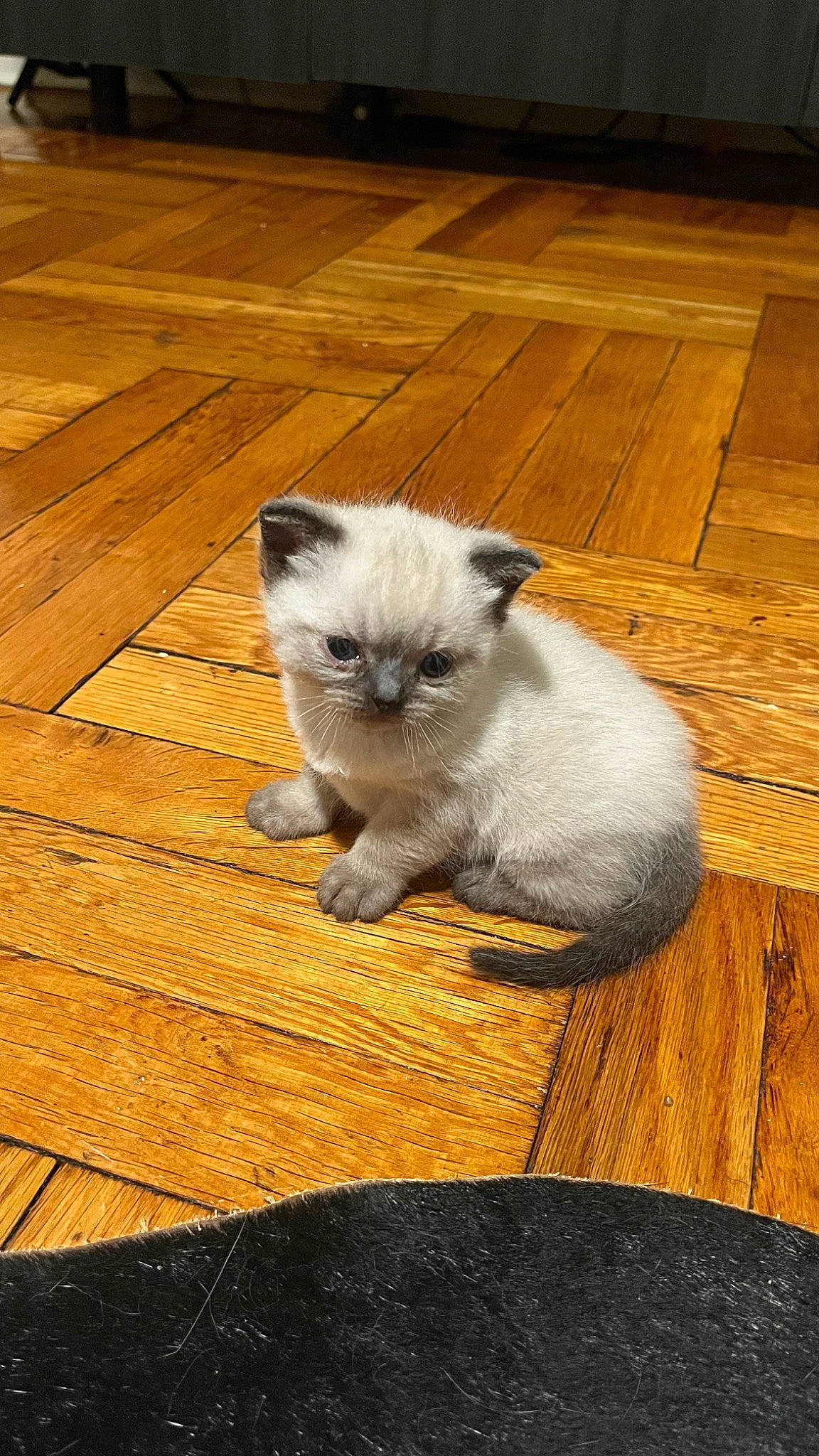 Tiny joined the competition — help win amazing prizes! carnivore, cat, eye, fawn, felidae, floor, flooring, fur, hardwood, iris, laminate_flooring, plank, siamese, small_to_medium_sized_cats, snout, tail, varnish, whiskers, wood, wood_stain