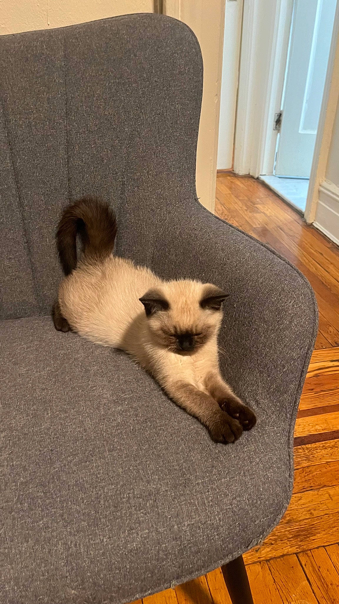 Tiny is registered to the contest to win money with this photo: cabinetry, canidae, carnivore, comfort, companion_dog, dog_breed, fawn, flooring, fur, hardwood, plywood, room, siamese, snout, tail, terrestrial_animal, varnish, wood, wood_flooring, wood_stain