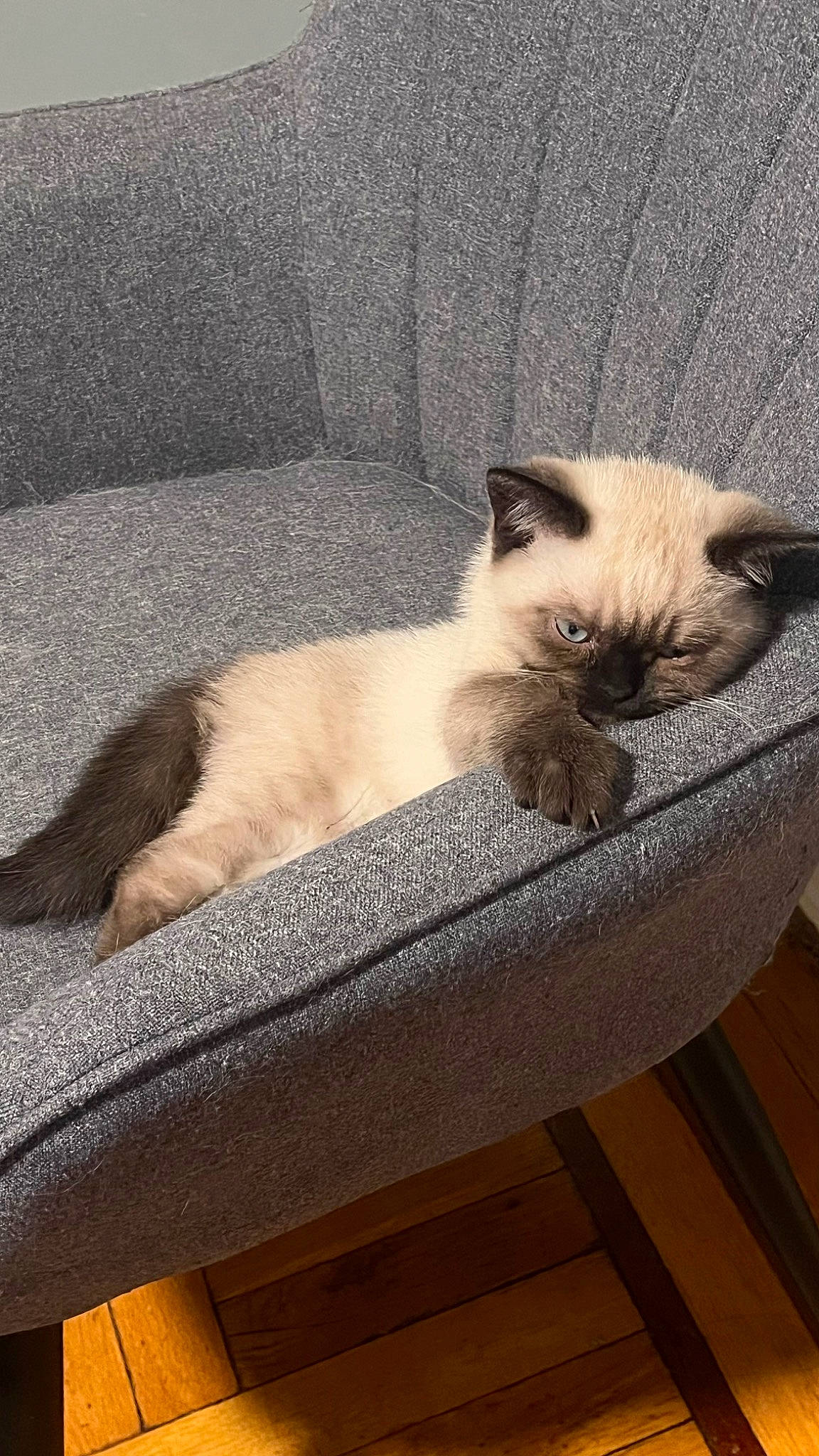 Tiny is registered to the contest to win money with this photo: balinese, birman, carnivore, cat, comfort, fawn, felidae, flooring, fur, hardwood, siamese, small_to_medium_sized_cats, snout, tail, terrestrial_animal, thai, whiskers, window, wood