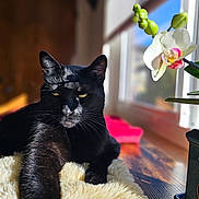 Noodle joined the competition — help win amazing prizes! cat, black_cat, feline, pet, orchid, flower, window, sunlight, indoor, cozy, blanket, plush_blanket, wooden_surface, plant_pot, whiskers, ears, eyes, paw, portrait, shallow_depth_of_field