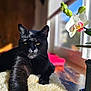 cat, black_cat, feline, pet, orchid, flower, window, sunlight, indoor, cozy, blanket, plush_blanket, wooden_surface, plant_pot, whiskers, ears, eyes, paw, portrait, shallow_depth_of_field