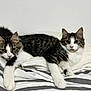 cat, tabby_cat, white_fur, striped_bed_sheets, bedroom, indoor, pet, feline, two_cats, lying_down, curious_eyes, domestic, cozy, resting, whiskers, pink_nose, ears, tail, fur, companions