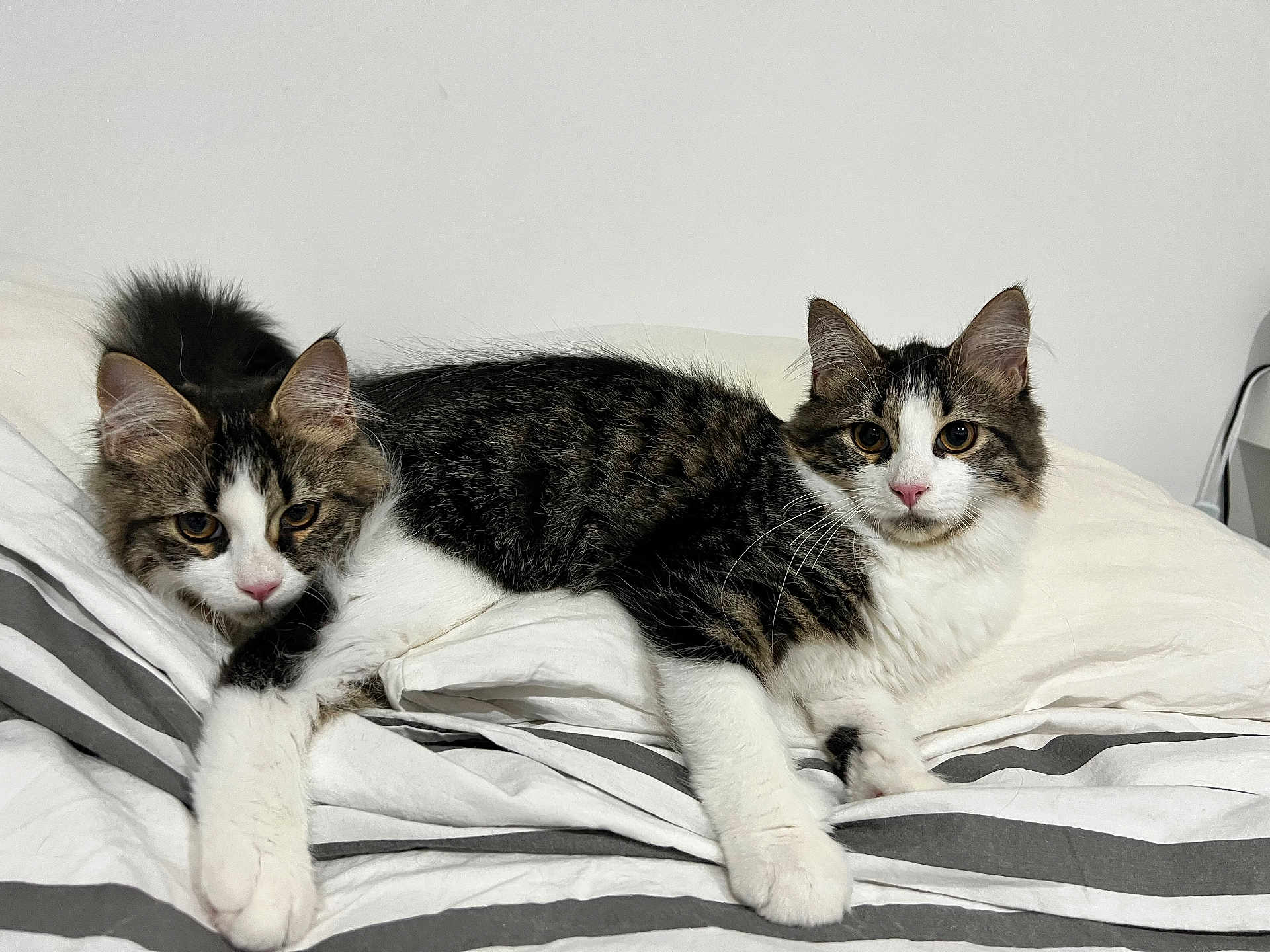 Kikinou a rejoint le concours — aidez-le/la à gagner de superbes lots ! cat, tabby_cat, white_fur, striped_bed_sheets, bedroom, indoor, pet, feline, two_cats, lying_down, curious_eyes, domestic, cozy, resting, whiskers, pink_nose, ears, tail, fur, companions