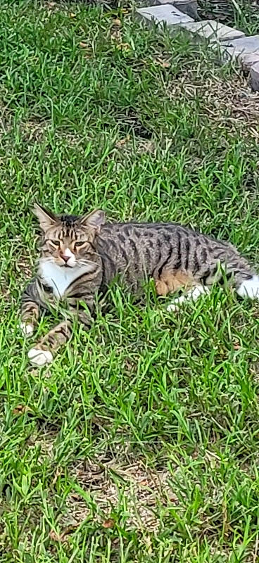 Leo joined the competition — help win amazing prizes! carnivore, cat, domestic_short_haired_cat, eye, fawn, felidae, fur, grass, grassland, groundcover, military_camouflage, paw, sitting, small_to_medium_sized_cats, snout, tail, terrestrial_animal, tree, whiskers, wildlife