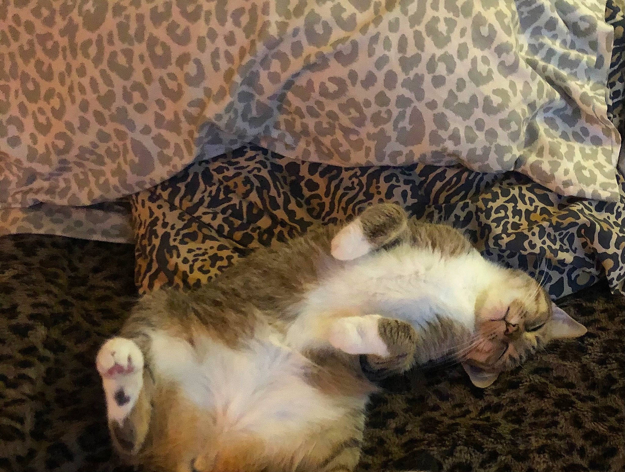 Lucky joined the competition — help win amazing prizes! big_cats, carnivore, cat, cat_bed, claw, comfort, domestic_short_haired_cat, fawn, felidae, fur, leopard, nap, pattern, paw, small_to_medium_sized_cats, snout, tail, terrestrial_animal, whiskers, wildlife