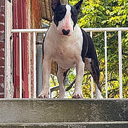Baïka a rejoint le concours — aidez-le/la à gagner de superbes lots ! dog, bull_terrier, stairs, outdoor, animal, pet, concrete, building, railing, greenery, tree, canine, alert, standing, nature, daylight, muzzle, ears, fur, guard