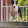 dog, bull_terrier, stairs, outdoor, animal, pet, concrete, building, railing, greenery, tree, canine, alert, standing, nature, daylight, muzzle, ears, fur, guard