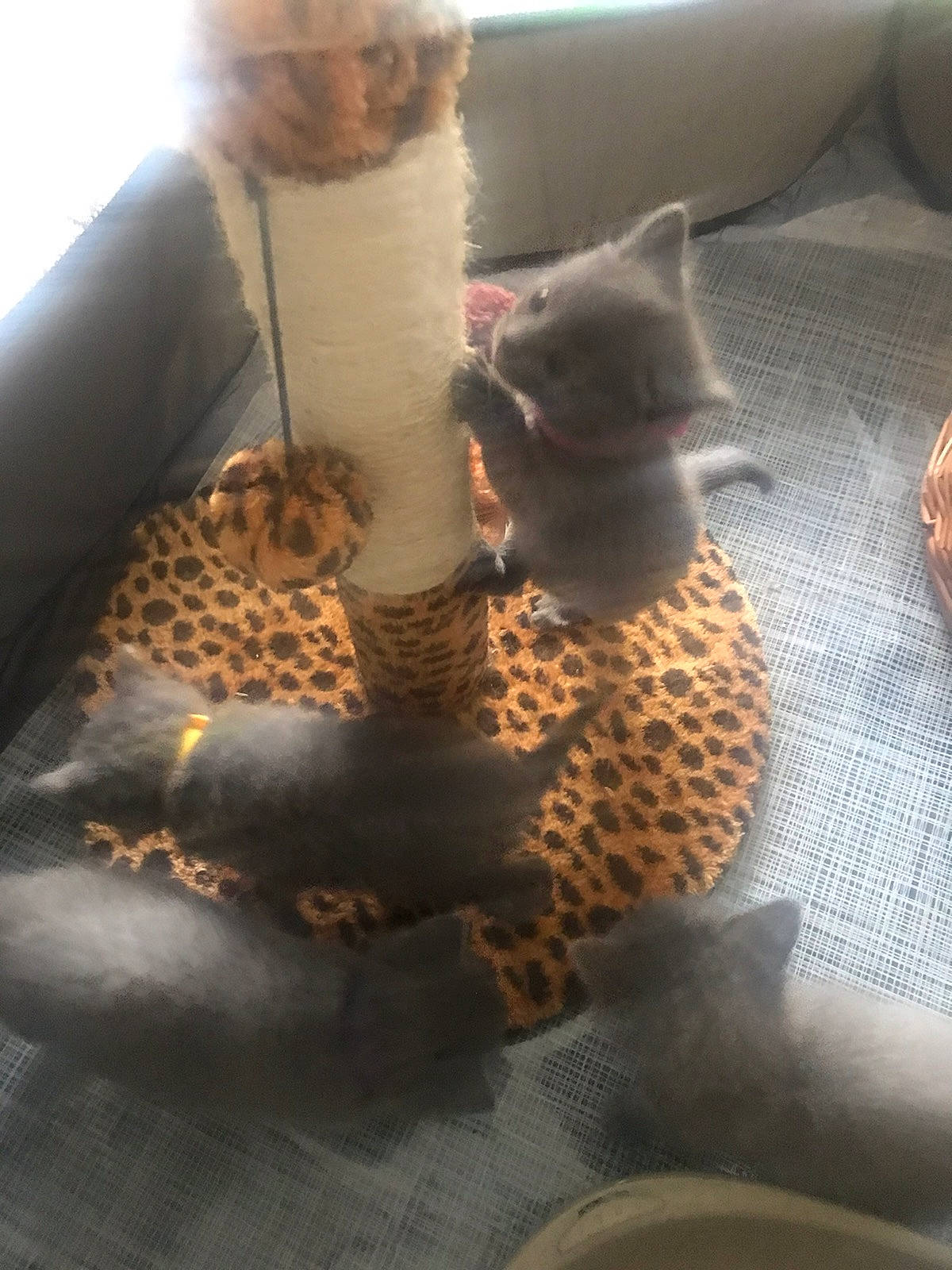 Taiga participe au concours pour gagner de l'argent avec cette photo : carnivore, cat, cat_supply, comfort, domestic_short_haired_cat, fawn, felidae, fur, linens, pattern, paw, pet_supply, room, small_to_medium_sized_cats, stuffed_toy, tail, terrestrial_animal, toy, whiskers