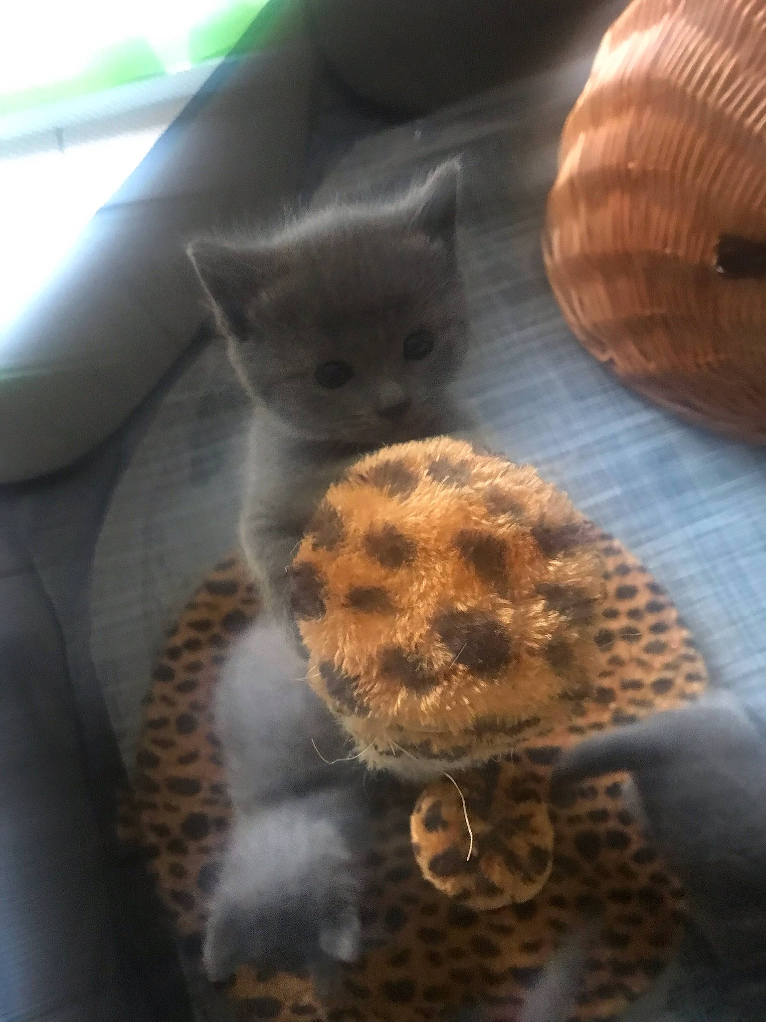 Taiga participe au concours pour gagner de l'argent avec cette photo : carnivore, cat, close_up, domestic_short_haired_cat, fawn, felidae, fur, mammal, organism, pattern, paw, small_to_medium_sized_cats, snout, teddy_bear, terrestrial_animal, textile, toy, vertebrate, whiskers, wood