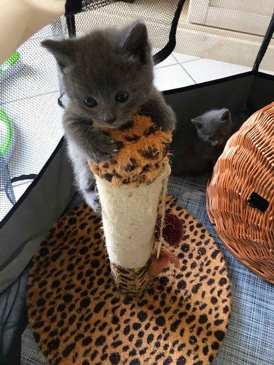 Taiga participe au concours pour gagner de l'argent avec cette photo : carnivore, cat, cat_supply, chair, comfort, domestic_short_haired_cat, fawn, felidae, fur, hat, plant, small_to_medium_sized_cats, snout, storage_basket, sun_hat, tail, tree, whiskers, window, wood