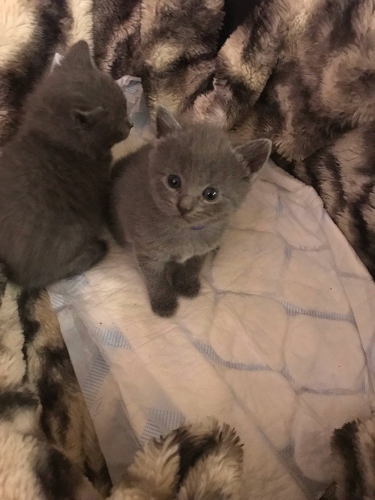 Taiga participe au concours pour gagner de l'argent avec cette photo : carnivore, cat, claw, comfort, domestic_short_haired_cat, eye, fawn, felidae, fur, grey, monochrome_photography, paw, plant, russian_blue, small_to_medium_sized_cats, snout, tail, terrestrial_animal, whiskers, wildlife