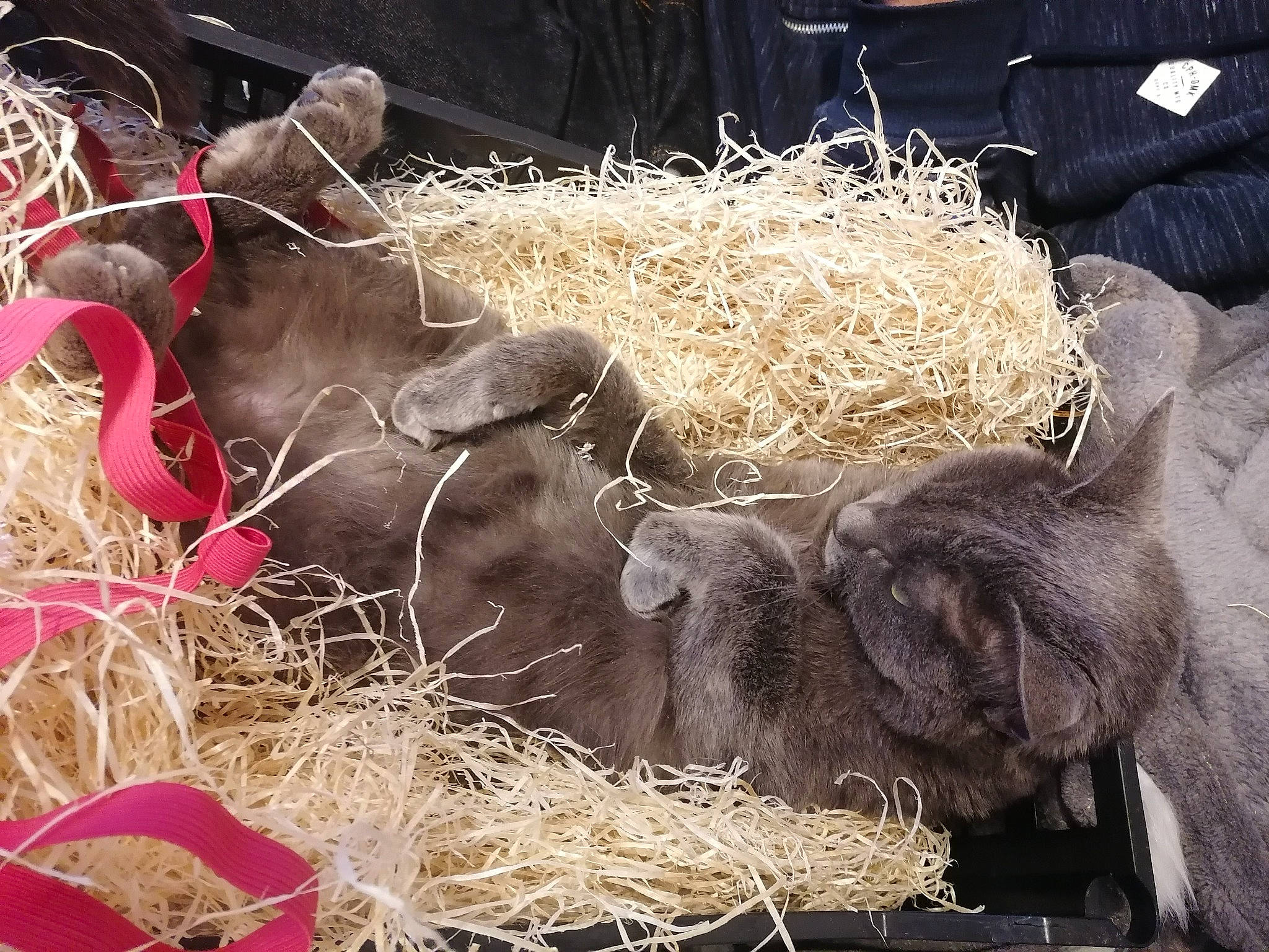 Pito a rejoint le concours — aidez-le/la à gagner de superbes lots ! agriculture, animal_shelter, bovine, dairy, event, fawn, fur, grass, grazing, hay, herd, liver, livestock, pack_animal, sheep, snout, sporting_group, straw, terrestrial_animal, working_animal