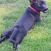 Ella is registered to the contest to win money with this photo: accessories, animal, bulldog, canine, chihuahua, collar, dog, field, grass, grassland, labradorretriever, lawn, leash, nature, outdoors, pet, plant, policedog, puppy, strap