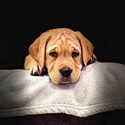 Biscuit joined the competition — help win amazing prizes! adorable, animal, blanket, brown_fur, close_up, cozy, cute, dog, ears, expression, face, indoor, lying_down, paws, pet, portrait, puppy, snout, soft_texture, young