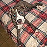 bed, bedspread, brindle, colorful, dog, floppy_ears, home, indoors, looking_at_camera, lying_down, paws, pet, pit_bull_type, plaid, portrait, puppy, relaxed, short_hair, white_markings, wide_eyes