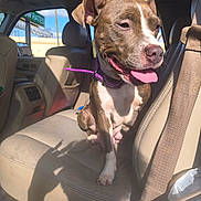 Journey is registered to the contest to win money with this photo: animal, brown_and_white, car, car_interior, collar, dog, happy, leash, open_mouth, outdoor, passenger_seat, pet, pit_bull, portrait, road_trip, seatbelt, short_hair, sitting, sunlight, tongue