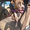animal, brown_and_white, car, car_interior, collar, dog, happy, leash, open_mouth, outdoor, passenger_seat, pet, pit_bull, portrait, road_trip, seatbelt, short_hair, sitting, sunlight, tongue