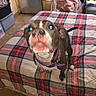 animal, bed, bedroom, blanket, blue_eyes, brown_fur, cozy, dog, flash_photography, furniture, home, indoor, motion_blur, pet, pink_nose, plaid, portrait, purple_harness, sitting, white_markings