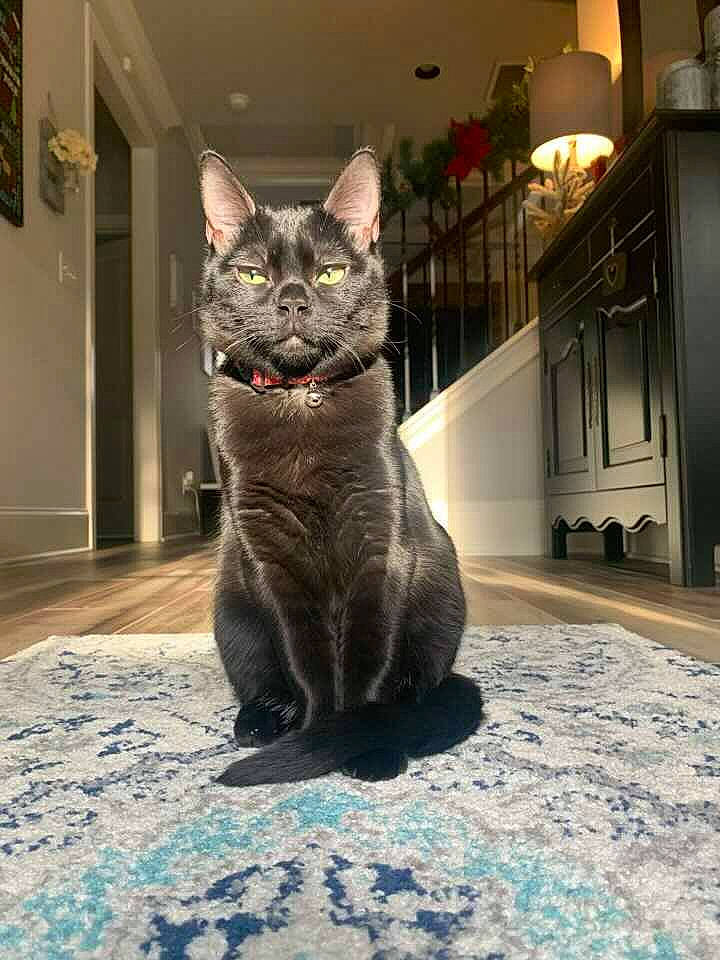 Cleo joined the competition — help win amazing prizes! black_cat, carnivore, cat, claw, domestic_short_haired_cat, door, felidae, flooring, fur, grey, houseplant, paw, shadow, sitting, small_to_medium_sized_cats, snout, tail, whiskers, window, wood