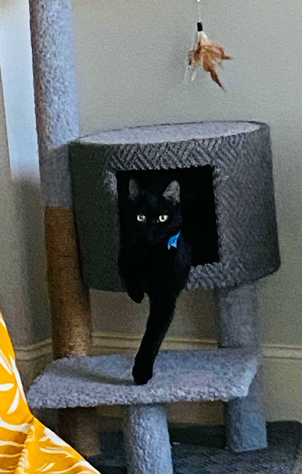 Cleo joined the competition — help win amazing prizes! black_cat, carnivore, cat, cat_furniture, cat_supply, domestic_short_haired_cat, felidae, fur, grey, paw, pet_supply, rectangle, room, small_to_medium_sized_cats, tail, vertebrate, whiskers, window