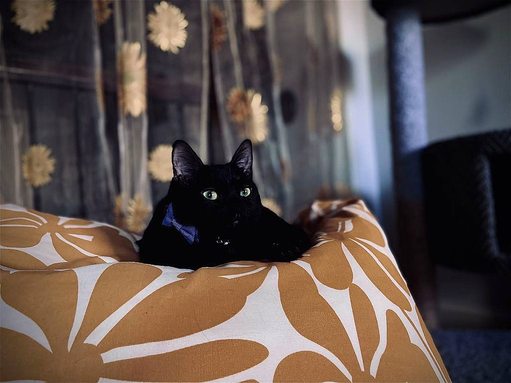 Cleo joined the competition — help win amazing prizes! black_cat, bombay, brown, carnivore, cat, comfort, domestic_short_haired_cat, felidae, flooring, fur, grey, linens, plant, room, sitting, small_to_medium_sized_cats, tints_and_shades, tree, whiskers, wood