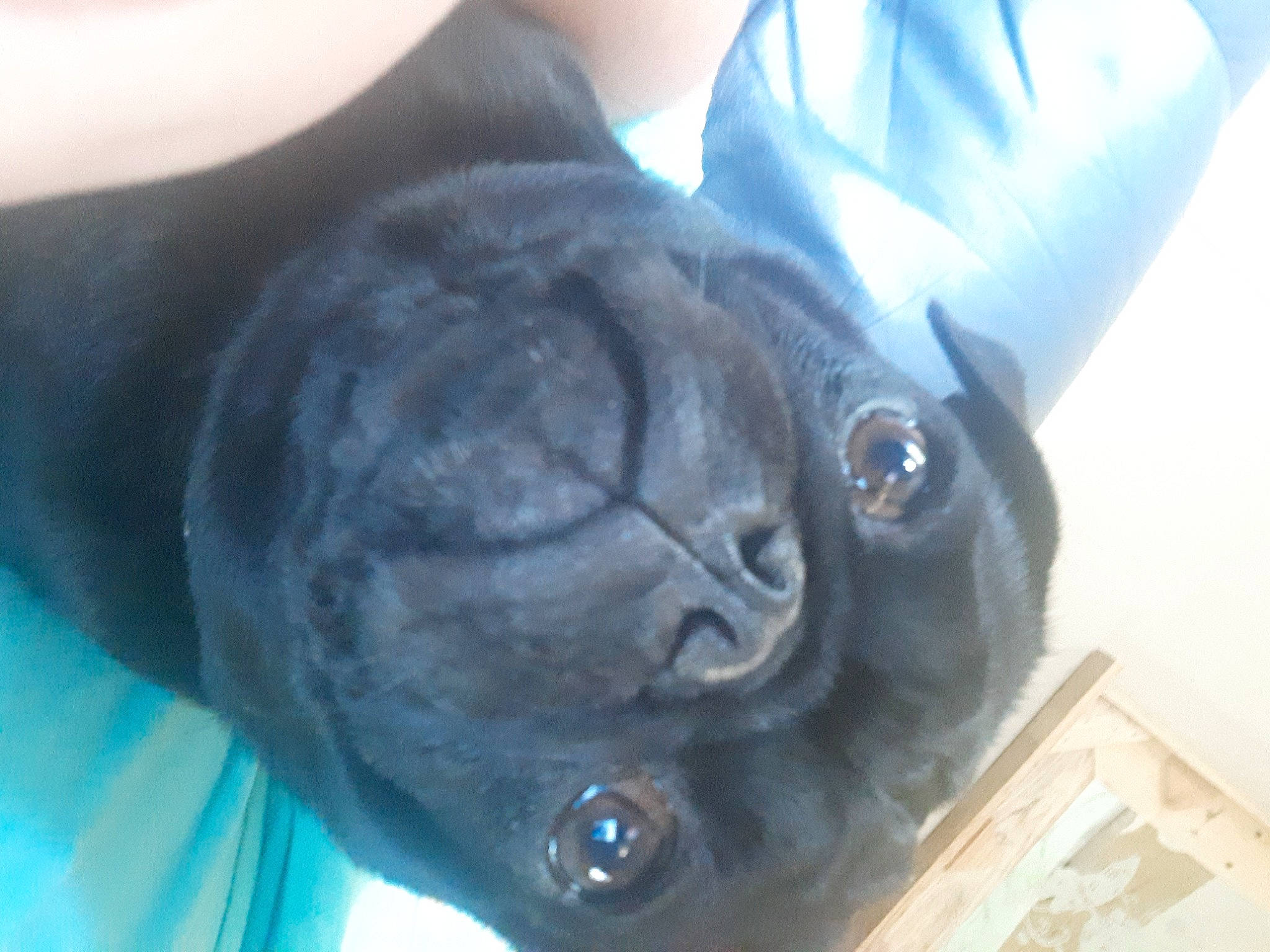 Lil Miss is registered to the contest to win money with this photo: carnivore, companion_dog, dog_breed, ear, electric_blue, eye, fawn, felidae, fish, fur, head, human_body, jaw, mammal, nose, pug, snout, vertebrate, whiskers, wrinkle